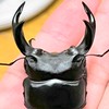 オオクワガタ採集倶楽部