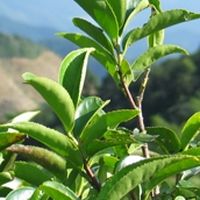 雲閑茶学堂～日本グループ～