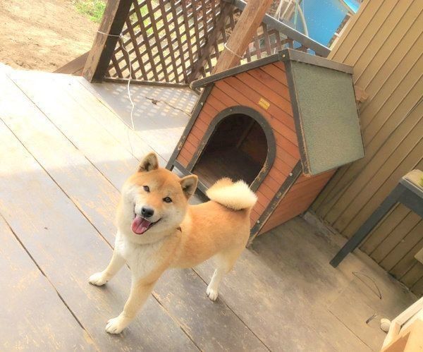 1億万点の笑顔で迎えてくれた 柴犬の姿に癒される