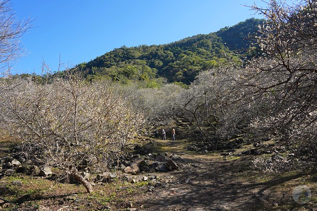 彭家梅園