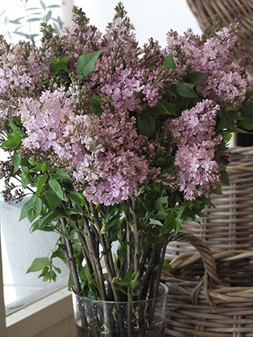 一度見たら忘れられない強烈な美しさ 個性的なラナンキュラス モロッコ