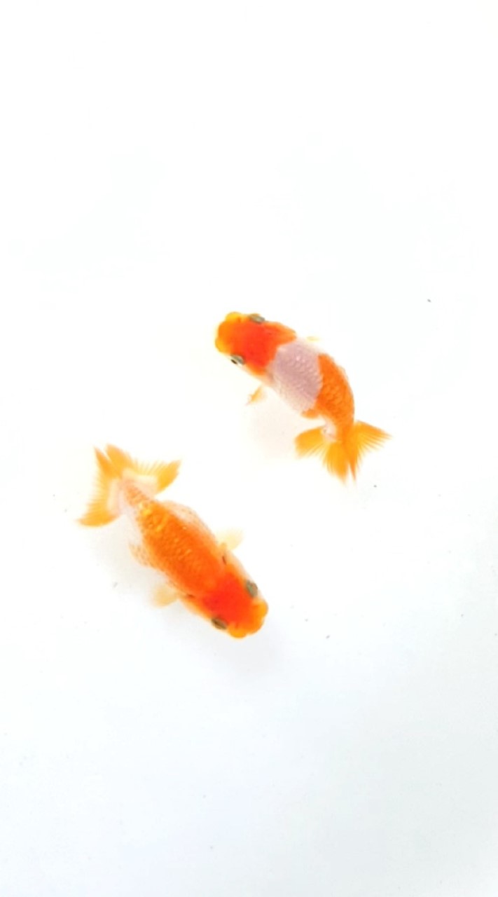 ปลารันชู TOP VIEW RANCHU