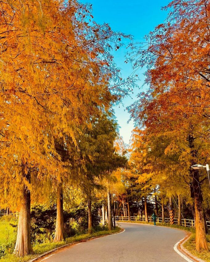 桃園大溪落羽松 桃園落羽松大道