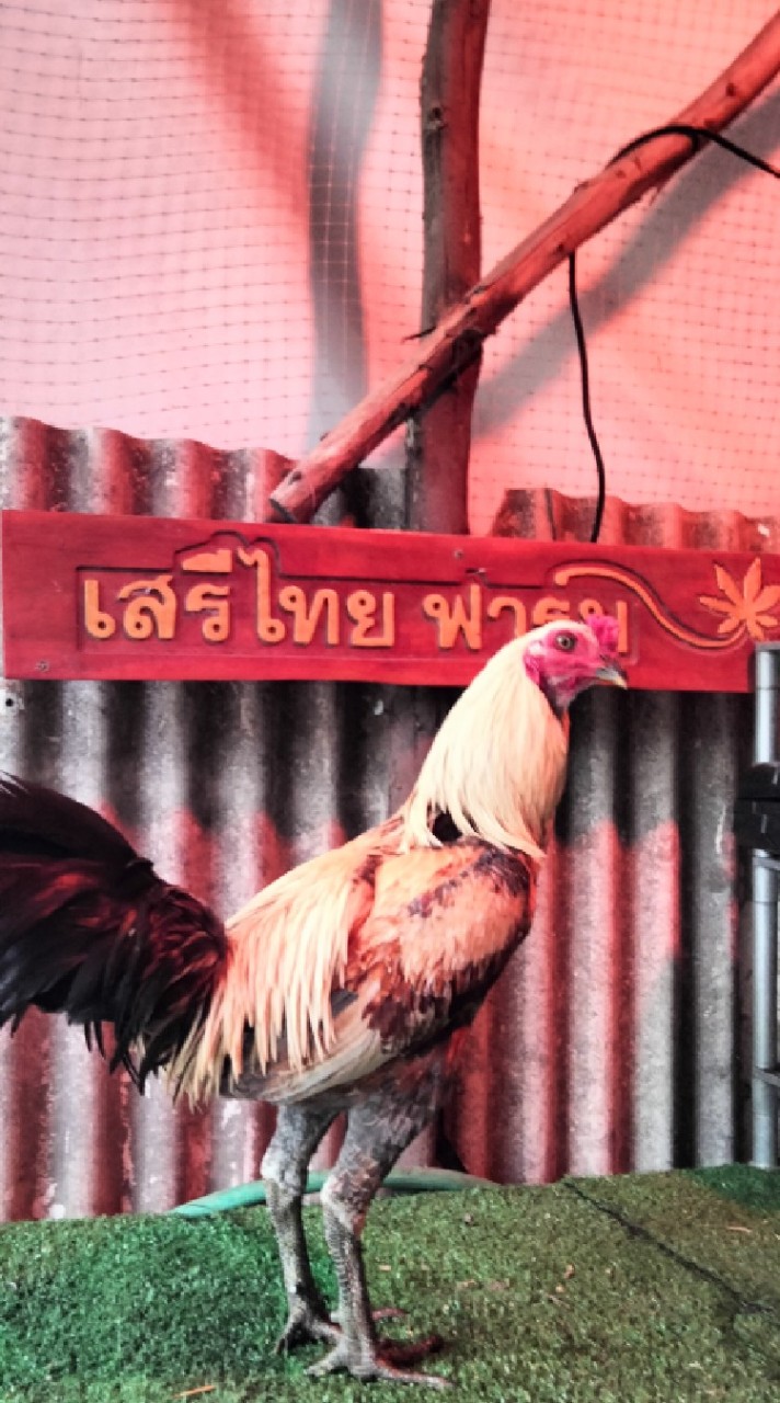 ซุ้ม เสรีไทย ฟาร์ม ☮️