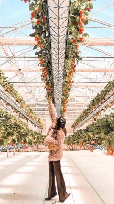 20260207房総半島いちご狩りとか