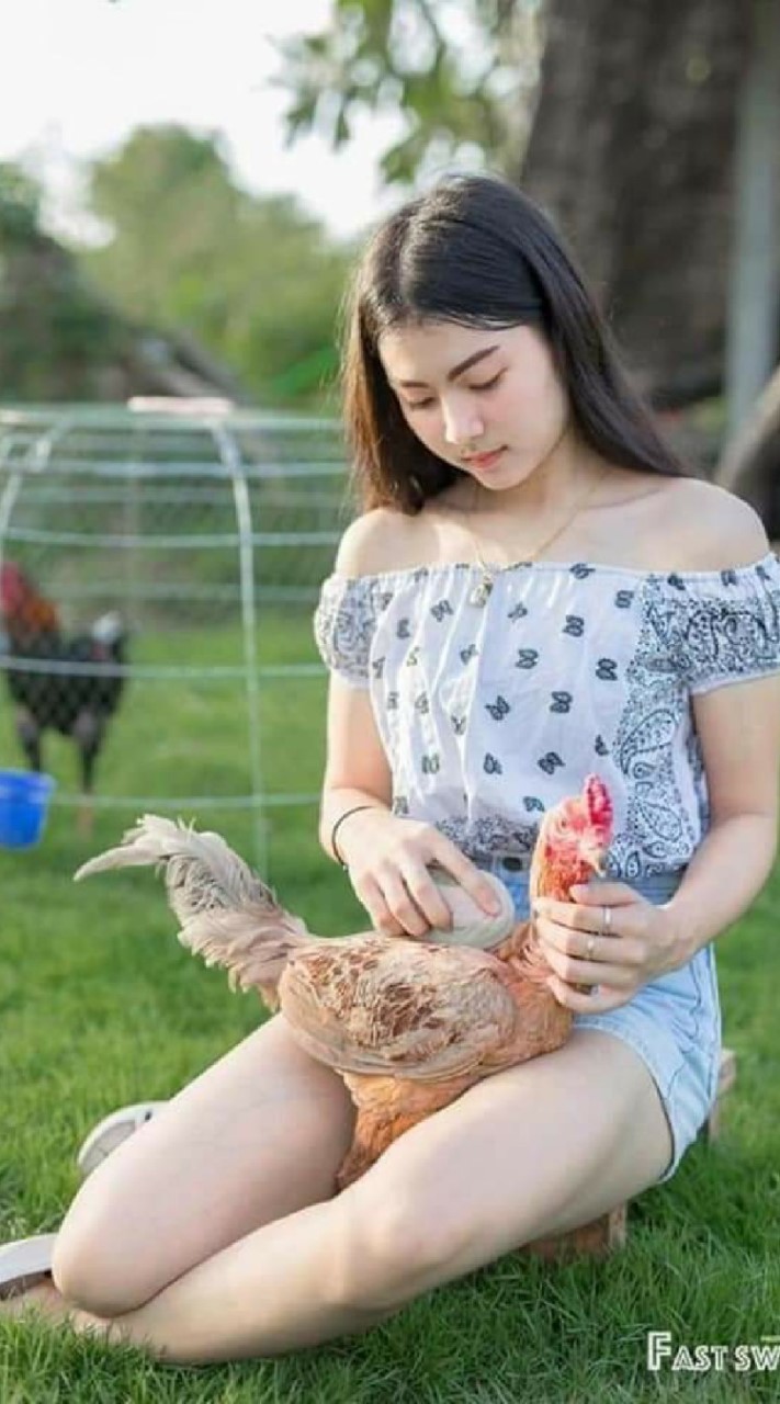 กลุ่มรักไก่ชน ซื้อขายไก่ชน เท่านั้น
