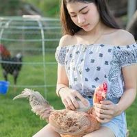 กลุ่มรักไก่ชน ซื้อขายไก่ชน เท่านั้น