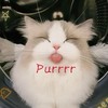 《Purrrr》~追著尾巴的咪口醬