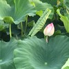 Saarahat（サアラ）さん情報板