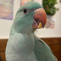 認真小本本