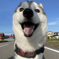 ペット波動セラピスト