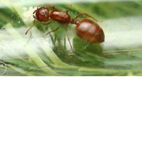 螞蟻交流群