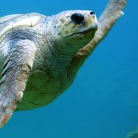 海龜投資法（波段）與（避險）交易分析與教學