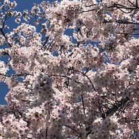 真天地開闢集団ジグザグのファンの集まり