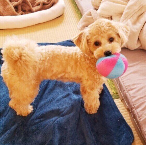 犬に興味を持ってもらえない人が覚えておきたい4つのこと