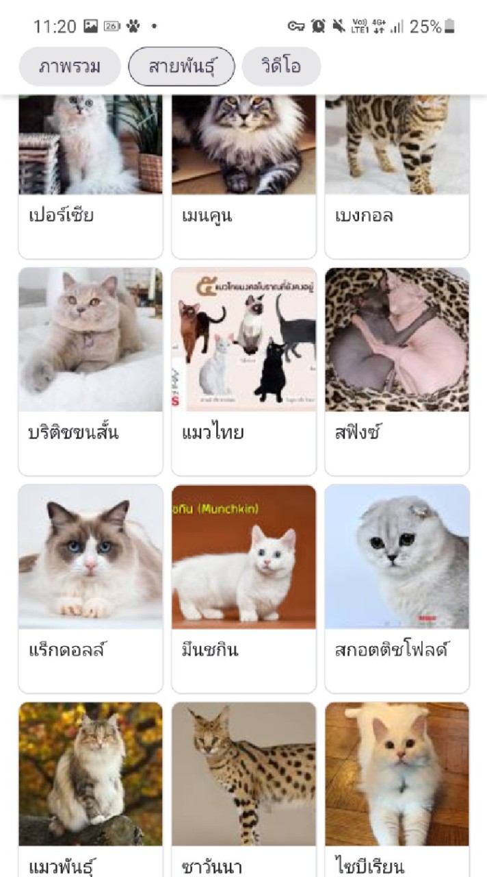 โรงเรียนน้องแมว