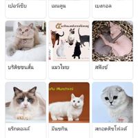 โรงเรียนน้องแมว