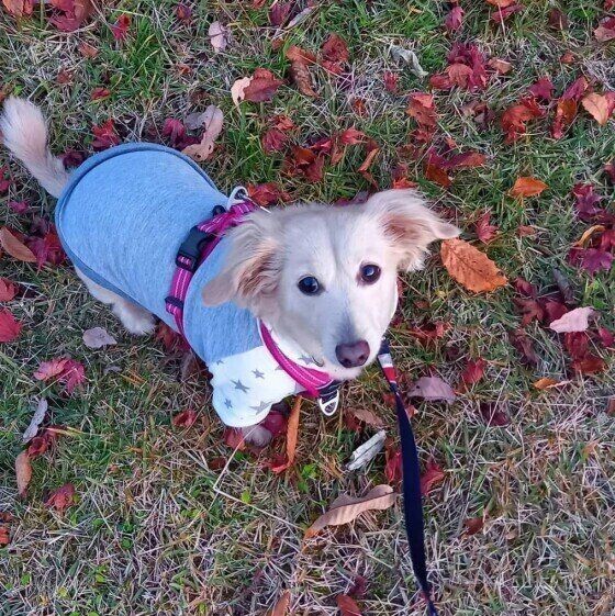 今さら聞けない犬の体にまつわる 素朴な疑問