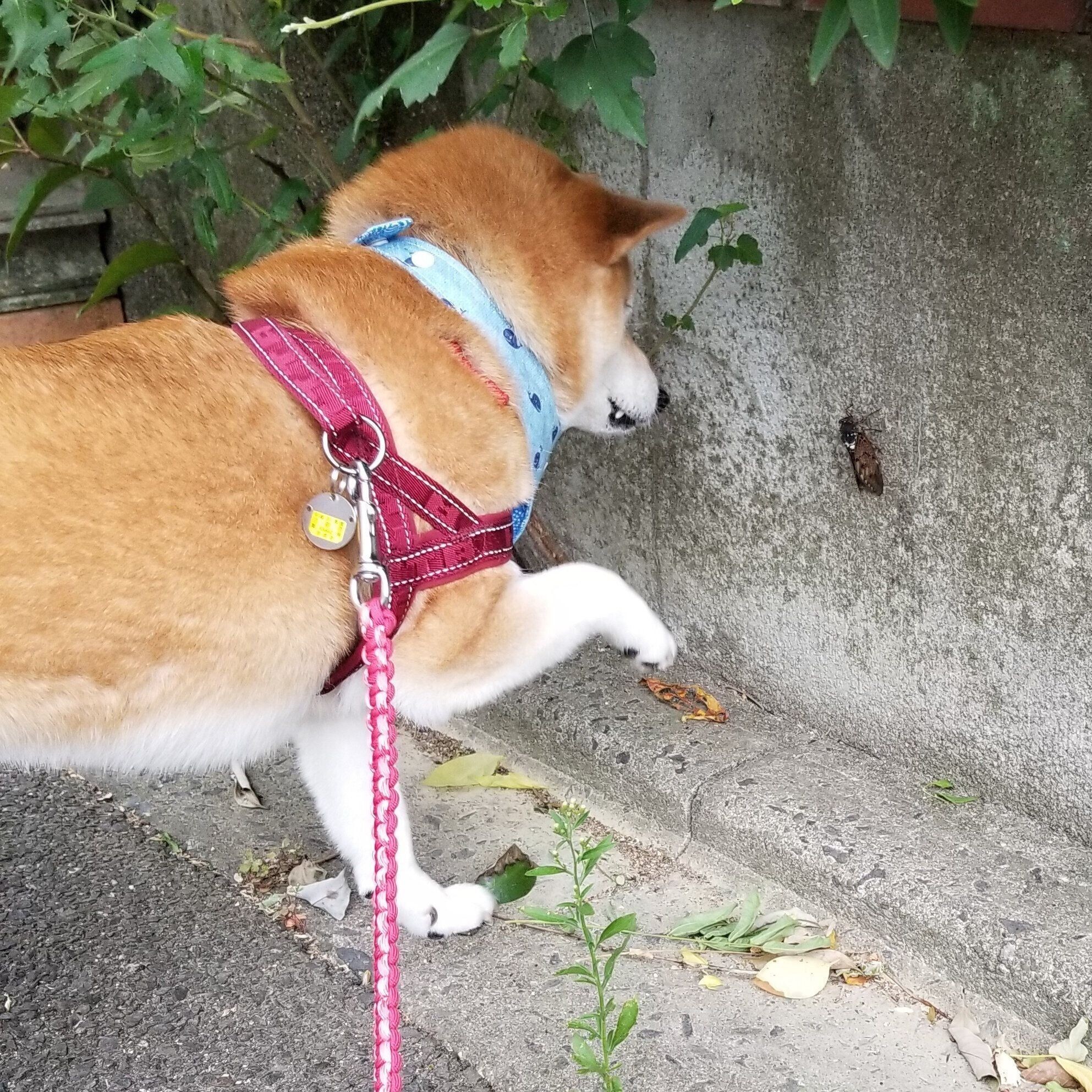 吉田くんと年賀状