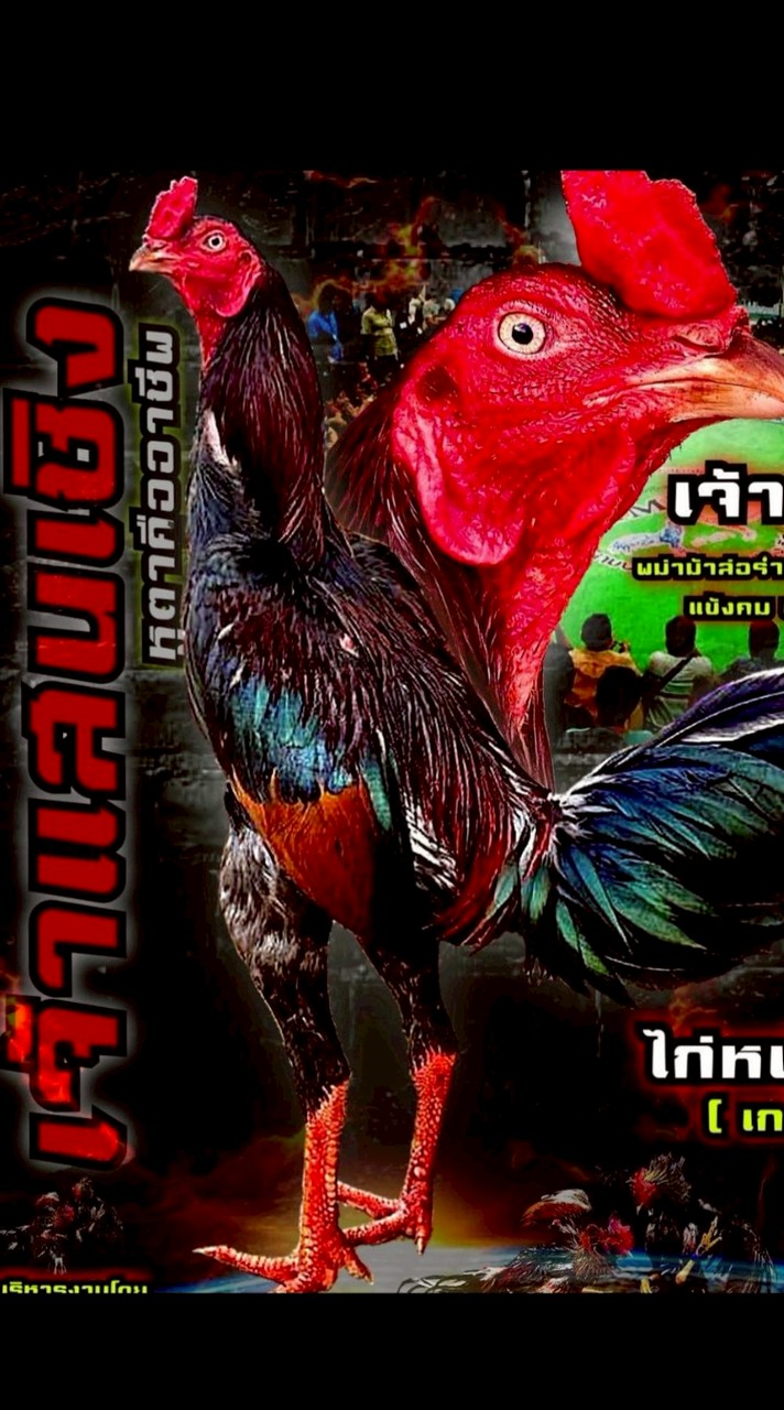 ไก่ชนอินเตอร์( VIP)อนาคตพ่อพันธุ์หลัก