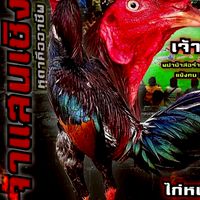 ไก่ชนอินเตอร์( VIP)อนาคตพ่อพันธุ์หลัก