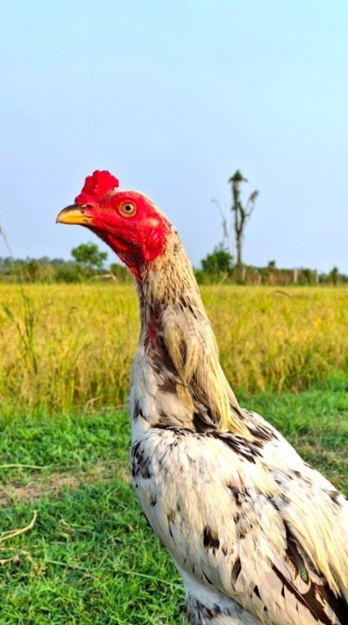ก.ฮ่มคูณ_ไก่ชนพม่า kp.