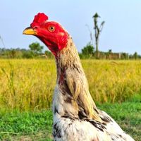 ก.ฮ่มคูณ_ไก่ชนพม่า kp.