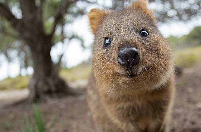 Yuk Kenalan Sama Quokka Hewan Super Imut Yang Bakal Bikin Kita