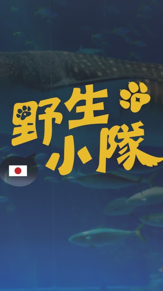 野生小隊🇰🇷首爾 連線中
