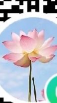 สำนักบัว382