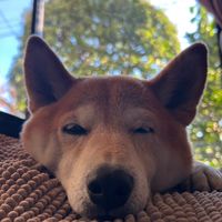 ペットシッターお手伝いアプリ開発！