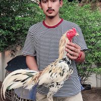 เดอะเบนซ์ไก่ชน