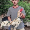 เดอะเบนซ์ไก่ชน
