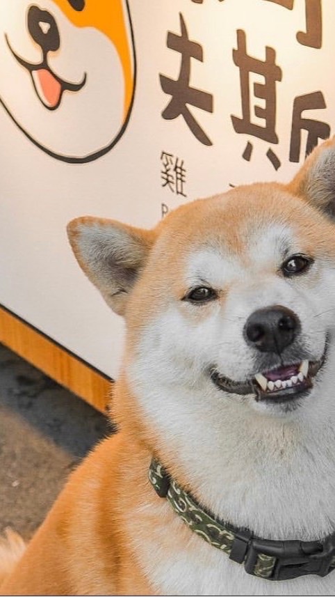 🐾柴可夫斯雞蛋糕Vip🐾     （怕吵可以關通知喔）