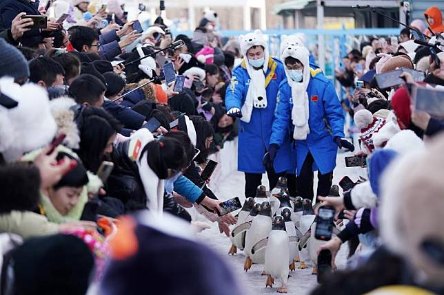 Tourists watch a parade of penguins at the Harbin Polarpark in Harbin, northeast China's Heilongjiang Province, Feb. 13, 2024. (Xinhua/Wang Jianwei)