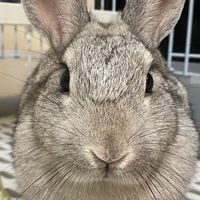 うさぎ大阪会　関西圏でも！！
