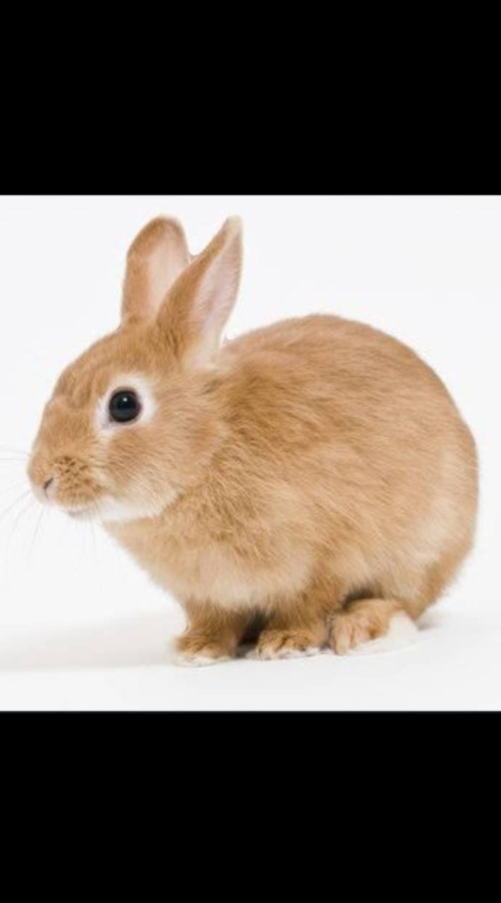 333🐰商会