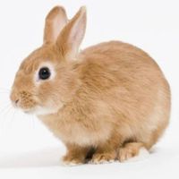 333🐰商会
