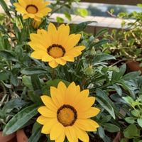 芮竹早安圖分享