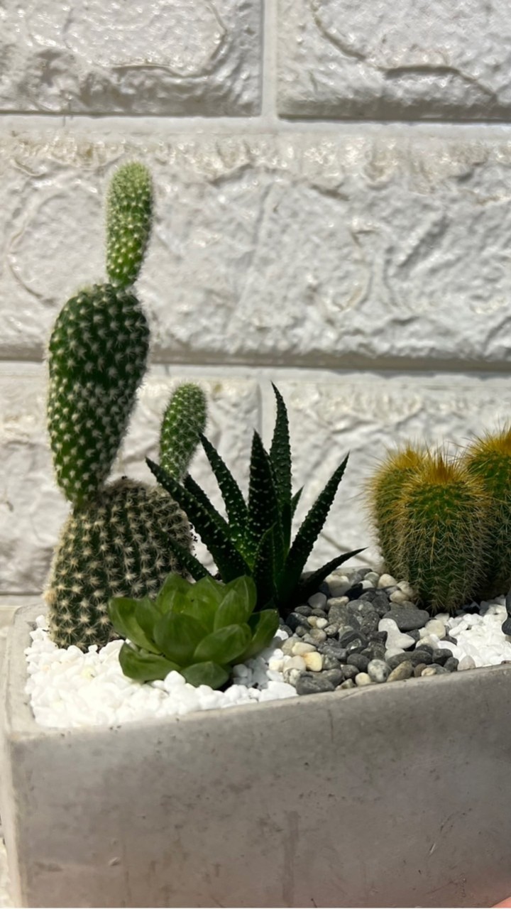 🌵純聊療