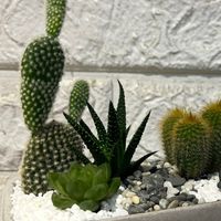 🌵純聊療