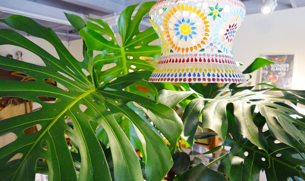 夏天的陽光配綠意就是充滿活力，有養過植栽的你一定知