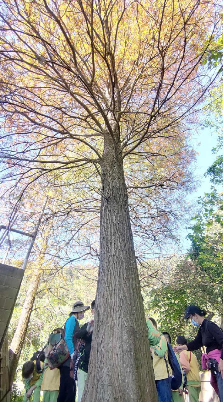 北投幫露露團