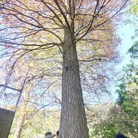 北投幫露露團