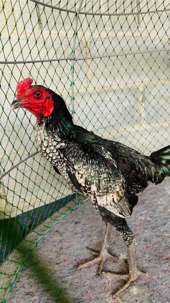 ไก่ชน สายเลือด ส.มีสุวรรณ
