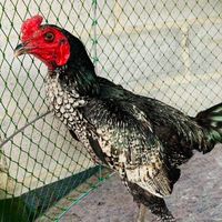 ไก่ชน สายเลือด ส.มีสุวรรณ