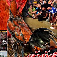 ปฐวีกานต์ ฟาร์ม