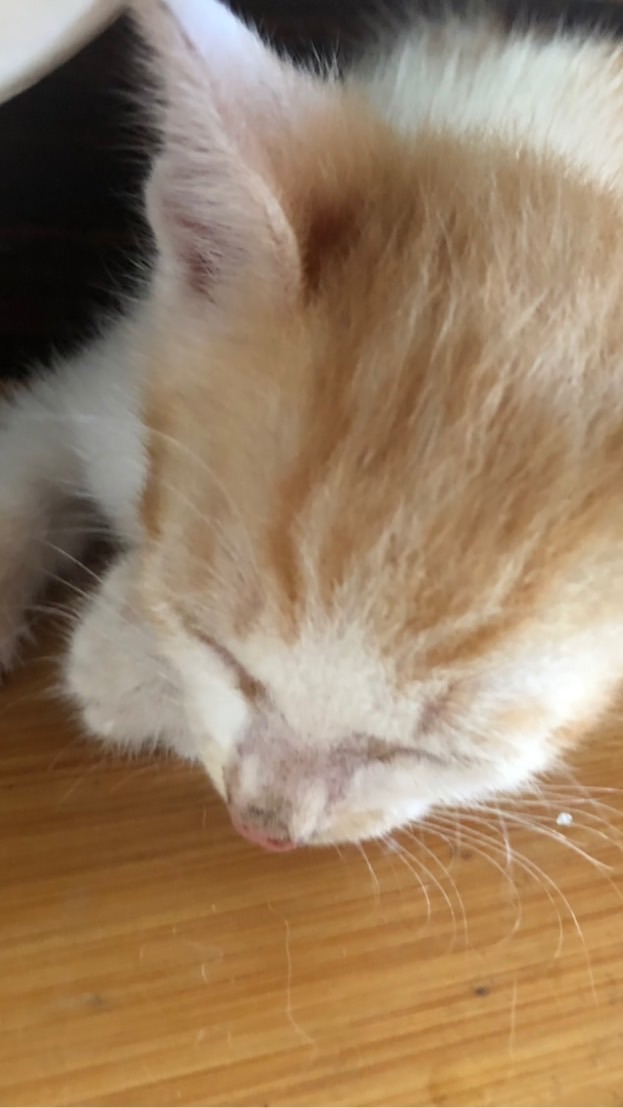 貓咪🐱群❤️❤️