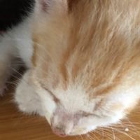貓咪🐱群❤️❤️
