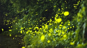 2018台南螢火蟲賞螢 | 妳不可不知的螢火蟲10大秘密大公開！